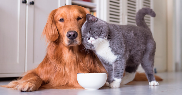 Ola De Calor C Mo Cuidar A Perros Y Gatos De Las Altas Temperaturas