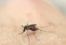 Alerta por el aumento de casos de chikungunya en el país