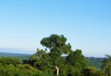 Tiempo estable en Misiones, con una mañana fresca y una tarde cálida