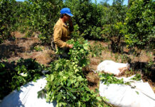 Passalacqua anunció el pago del programa Intercosecha para más de 6 mil tareferos