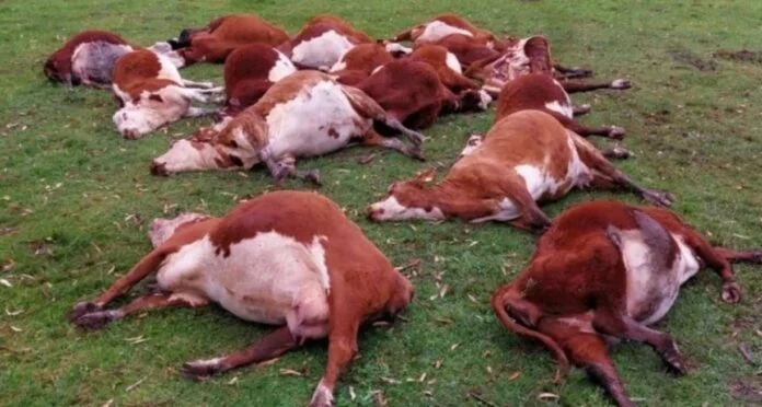 vaquillones