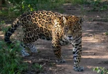 Condenaron a tres años de prisión en suspenso y multa millonaria al hombre que cazó un yaguareté en Formosa