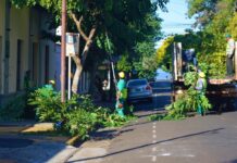 Operativo de poda en Posadas: rige la prohibición de cortar árboles en veredas hasta mayo