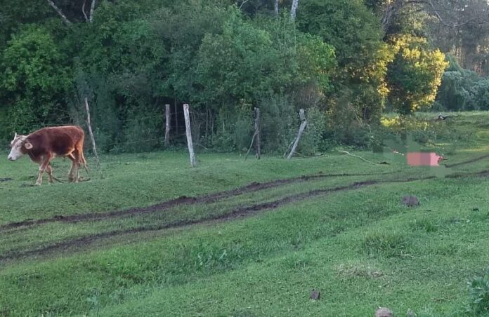 Un-hombre-de-75-anos-murio-tras-ser-embestido-por-un-toro-en-Caa-Yari