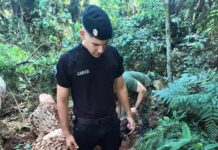 Nuevo atropellamiento de fauna en Misiones: apareció un gato onza muerto en Andresito