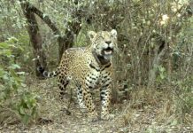 Mientras Misiones se afianza como refugio clave del Yaguareté, en el Chaco habrían matado a un ejemplar símbolo del Impenetrable