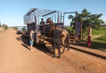 La Policía rescató otro equino maltratado y abandonado