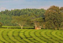 Nuevo precio del té en Misiones: $100 por kilo de hoja verde puesto en secadero