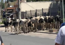 Un camión chocó, volcó y 23 vacas quedaron sueltas en una ruta de Córdoba