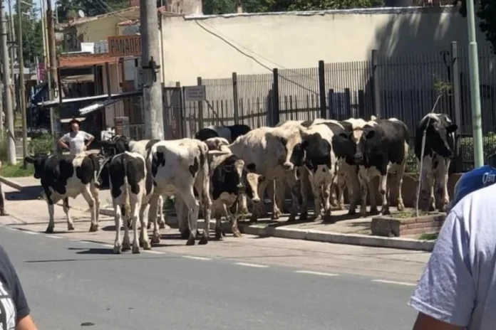 vacas2