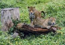 Misiones afianza la conservación del Yaguareté con un plan de repoblación