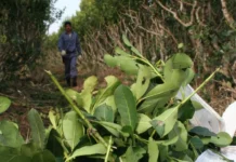 Passalacqua advierte por la desregulación del INYM y el riesgo de mayor concentración