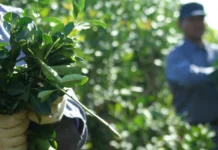 Nación oficializó las nuevas escalas salariales para yerbateros, tealeros y forestales misioneros