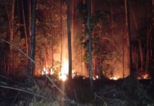 Bomberos controlaron un incendio de pinar y eucaliptal en Jardín América