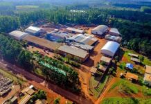 Crisis en la Cooperativa Yerbatera Andresito: suspensión de pagos bajo un presidente libertario defensor de la desregulación