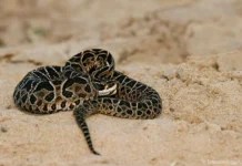 Un hombre murió tras ser mordido por una yarará