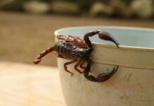 Piden extremar cuidados ante la aparición de alimañas y animales ponzoñosos