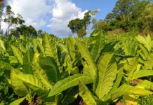 Se definió el precio del tabaco para la campaña 2026/2027