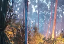 Incendio forestal arrasó más de 14 hectáreas de eucaliptos en Santo Pipó