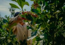 Misiones propone crear una pizarra de referencia para sostener el precio de la hoja verde de yerba mate