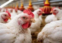 Uruguay declaró la emergencia sanitaria por gripe aviar y restringió el movimiento de aves
