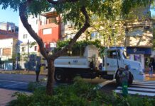 Habilitaron la inscripción para el operativo anual de poda en Posadas
