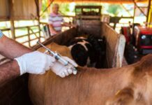 Inicia una nueva campaña contra aftosa y brucelosis en Misiones