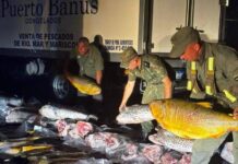 Secuestraron más de 700 kilos de pescado ilegal que tenían como destino Misiones