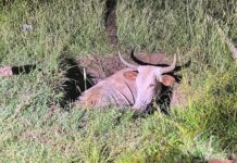 Candelaria: rescataron a un toro que se cayó en un pozo ciego