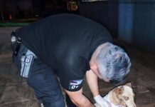 Maltrato animal: la Policía rescató una perra herida en Santo Pipó