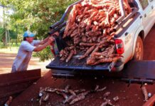 Crisis en el sector de la mandioca: el “oro blanco” misionero entra en zona roja