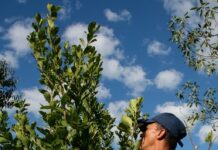 La yerba mate argentina mantendrá su identidad histórica como Ilex Paraguariensis