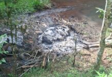 Campo Ramón: alerta por posible contaminación tras hallar un vacuno muerto en un arroyo