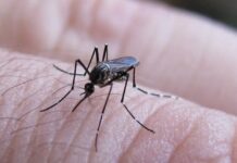 Se notificaron 258 nuevos casos de chikungunya en el país