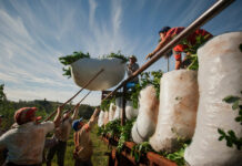 La Provincia bonificará cheques diferidos para productores yerbateros