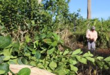 Advierten que un pequeño productor yerbatero pierde hasta $15 millones por cosecha tras la desregulación