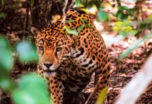 Misiones obtuvo un reconocimiento de la ONU por su seguro para la protección del Yaguareté