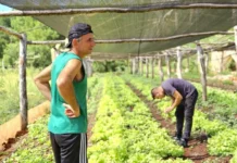 El Ahora Chacra superó los 60 comercios adheridos y alcanzó a 26 mil productores en su primera semana