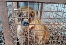 Rescataron a un coatí que estaba siendo criado como mascota en Alberdi