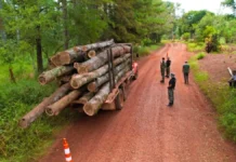 Ecología estableció nuevos valores de referencia para el traslado y la tenencia de especies en Misiones