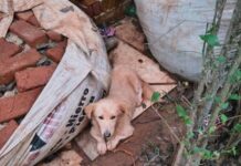 Guaraní: ubicaron a ocho adoptantes y verificaron la situación de 12 de los 23 perros entregados