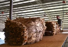 Récord histórico en Misiones: el acopio de tabaco supera los 41 millones de kilos