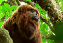 Misiones puso en marcha el plan para reintroducir al mono carayá rojo y repoblar la Selva Paranaense