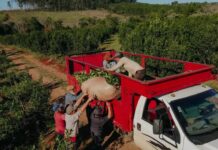 Nuevo esquema financiero del Gobierno provincial permitirá a productores yerbateros cobrar a los diez días