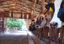 Misiones refuerza la sanidad de la cuenca lechera para sostener su estatus libre de enfermedades