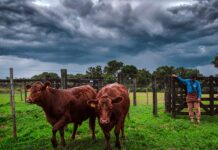 Ante posibles inundaciones, recomiendan medidas para proteger al ganado en Misiones