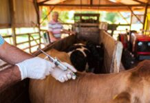 Misiones mantiene el estatus de libre Aftosa con la vacunación de más de 34 mil cabezas de ganado