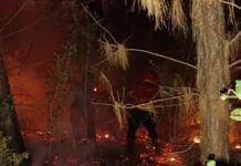 Un incendio forestal arrasó 80 hectáreas en Bonpland y afectó líneas eléctricas