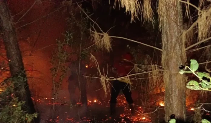 forestal2