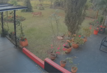Un puma suelto en Apóstoles quedó registrado por las cámaras de una casa